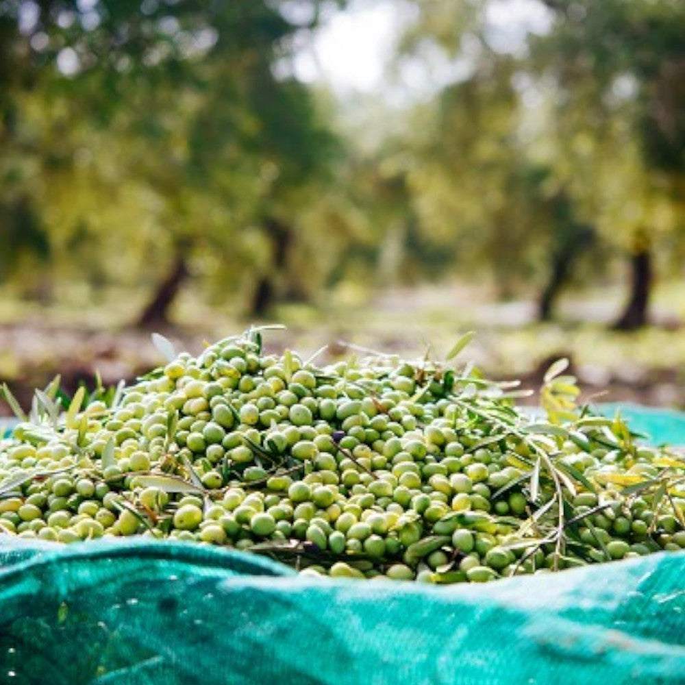 Rete raccolta olive pesante antispina in rotolo con bordo rinforzato e 85 gr/mq per coltivazione professionale