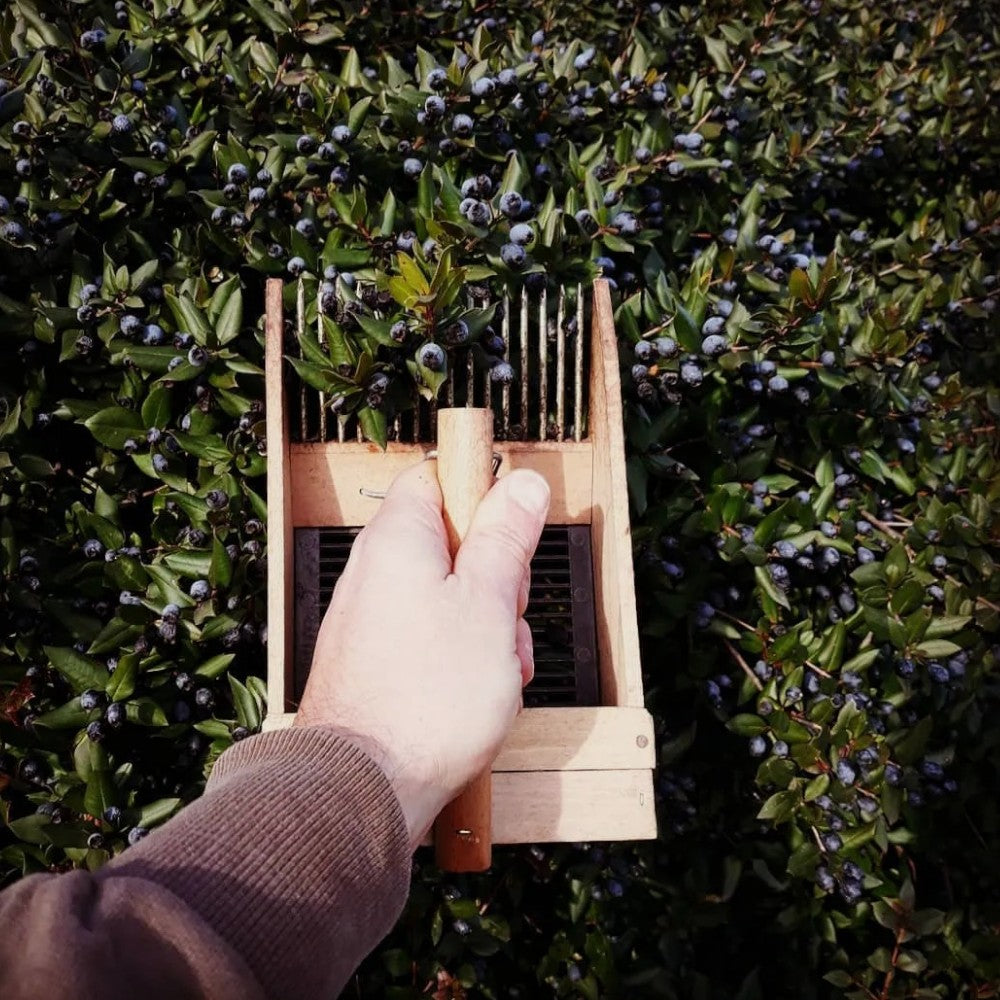 Raccogli bacche e mirtilli in legno con pettine a denti in acciaio