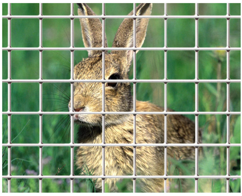 Rete elettrosaldata per recinzione con triplice strato di zinco nella saldatura maglia 6x6 Rotolo 25 mt Alta 100 cm