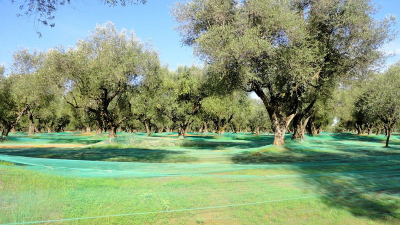 Rete antispina per olive in rotolo verde antigrandine 4x250 mt Brixo