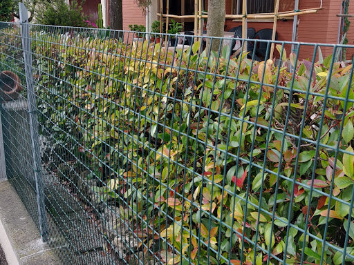 Rete elettrosaldata per recinzioni animali zincata e plastificata verde muschio con maglia 76x63 mm Rotolo 25 mt