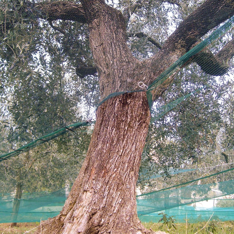 Rete antispina pesante per olive a telo 6x6 metri con apertura verde Brixo