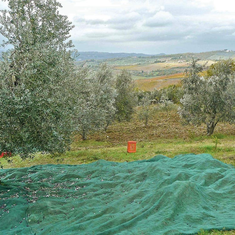 Rete antispina per olive a telo 6x6 mt intera verde Brixo