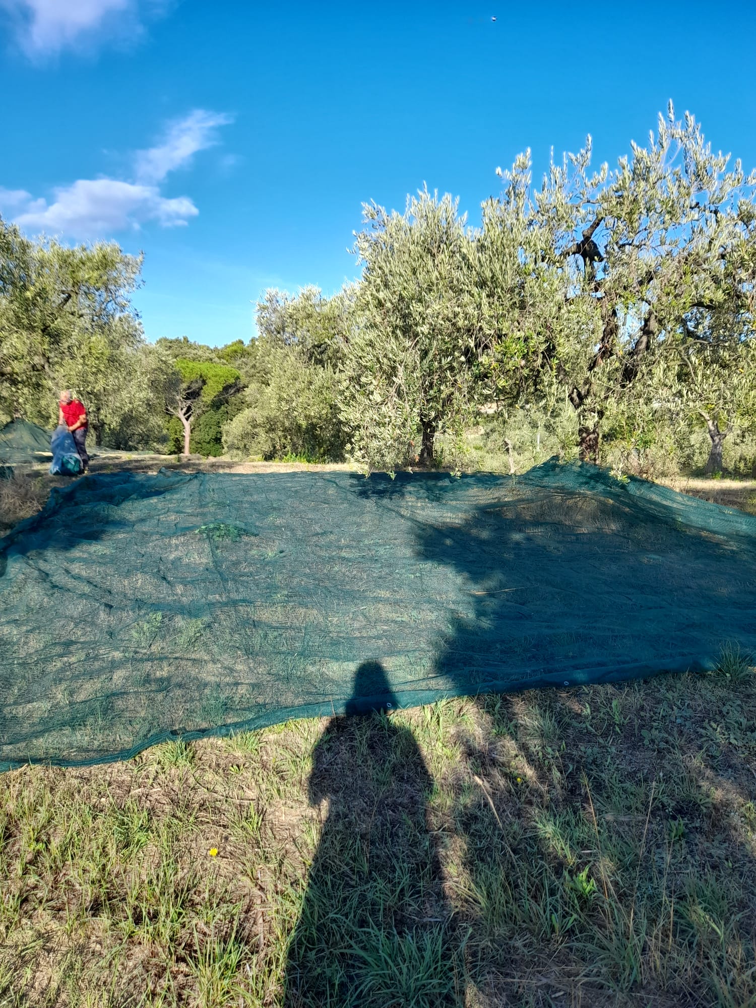 Rete per olive rinforzata a teli 4x6 mt tessuto antispina intera occhiellata verde