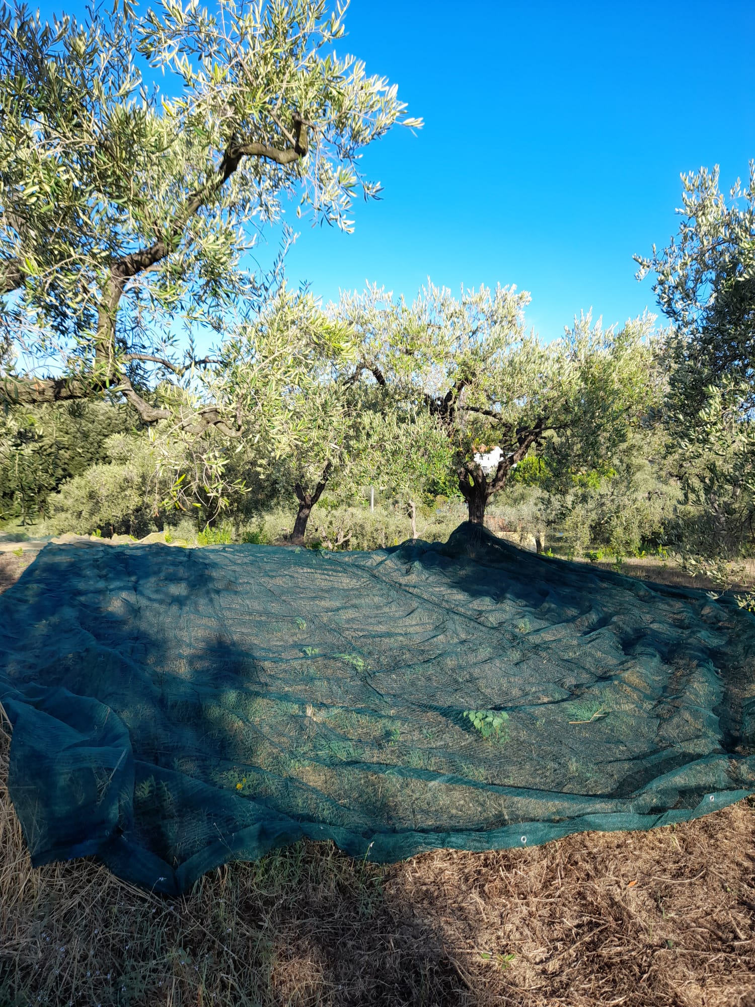 Rete antispina per olive a telo 6x6 mt intera verde Brixo