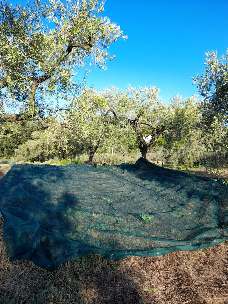 Rete antispina per olive a telo 6x6 mt intera verde Brixo
