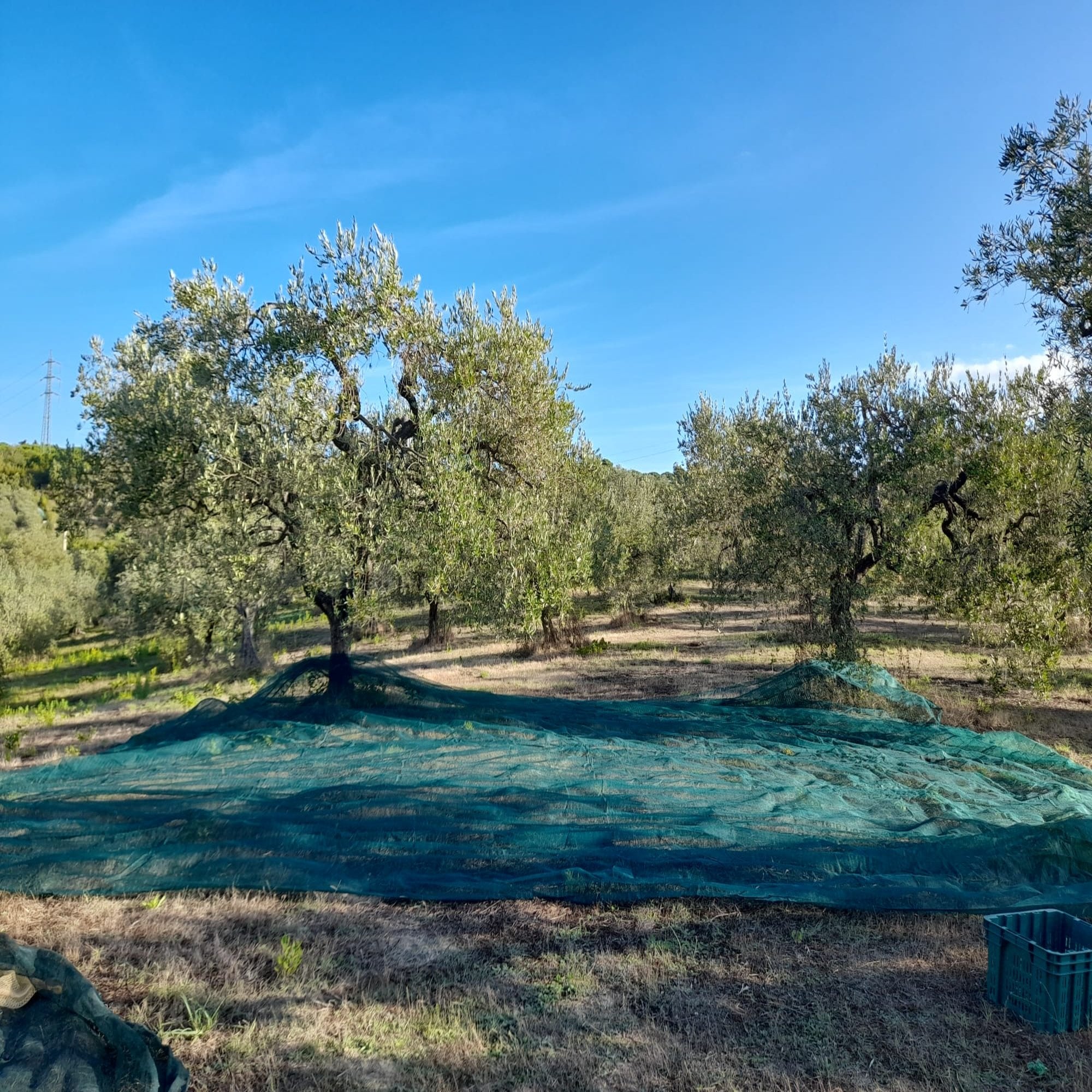 Rete antispina per olive a telo 6x6 mt intera verde Brixo