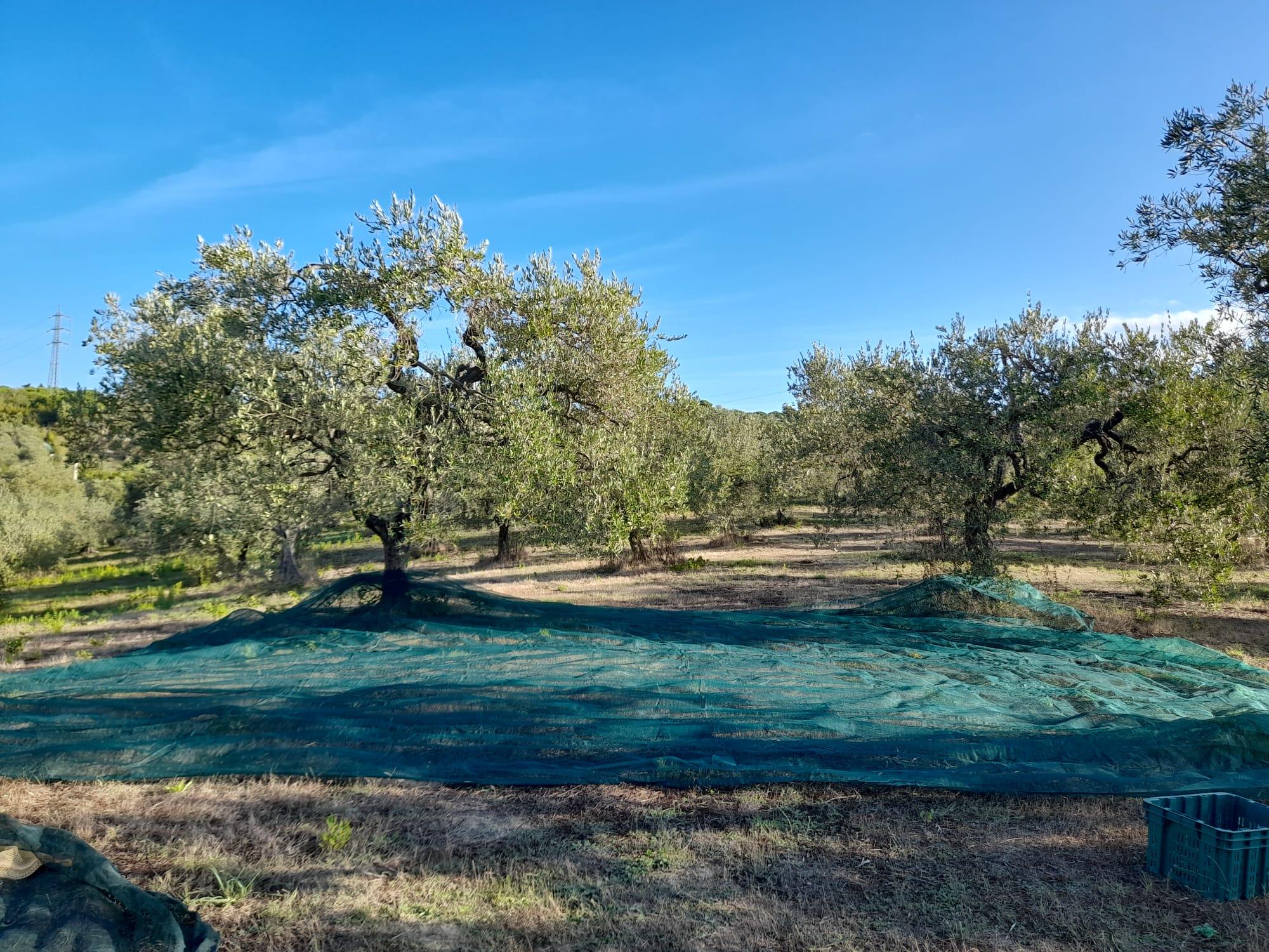 Rete per olive rinforzata e occhiellata tessuto antispina telo CON APERTURA verde