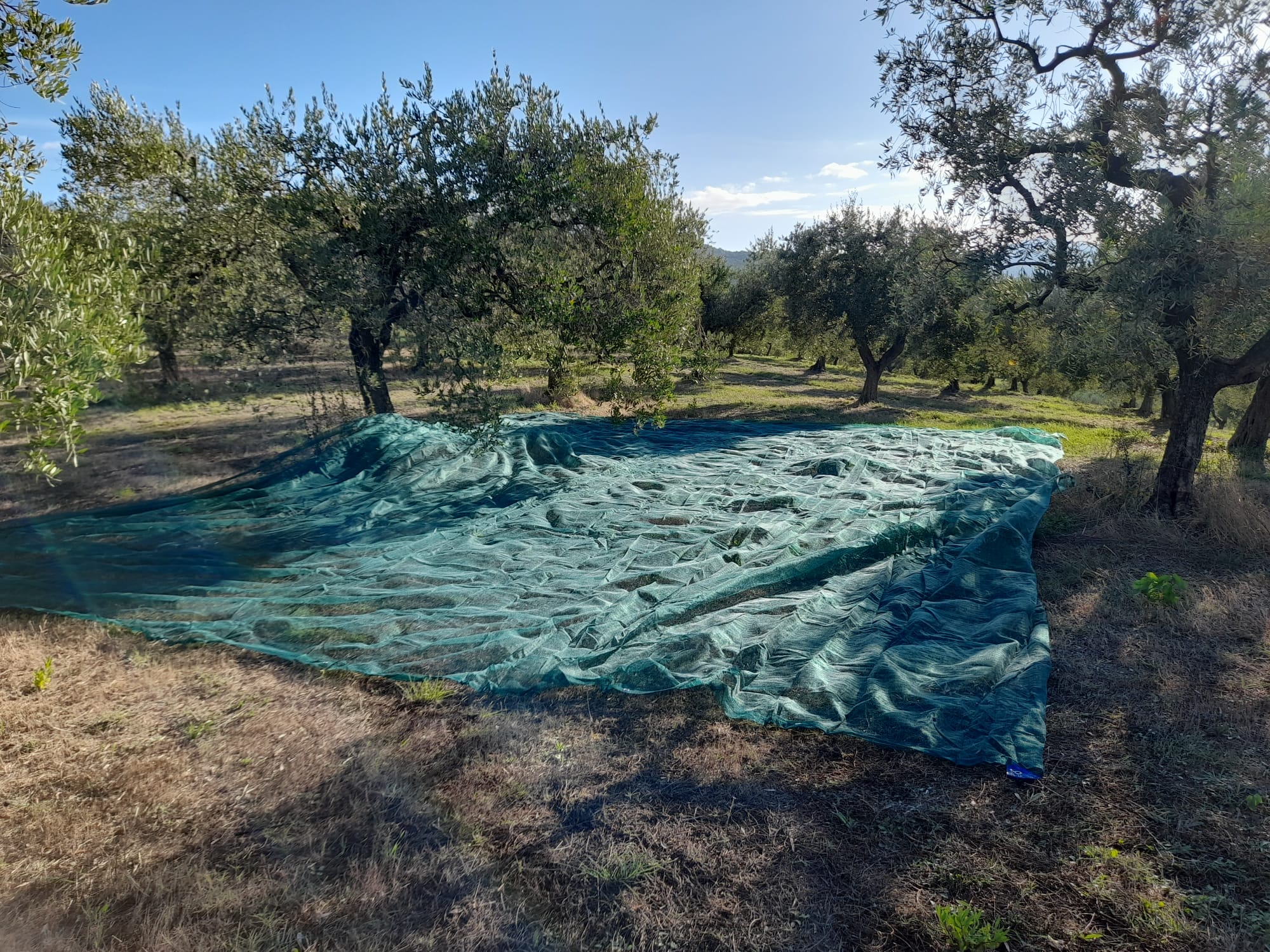 Rete per olive rinforzata a teli 4x6 mt tessuto antispina intera occhiellata verde